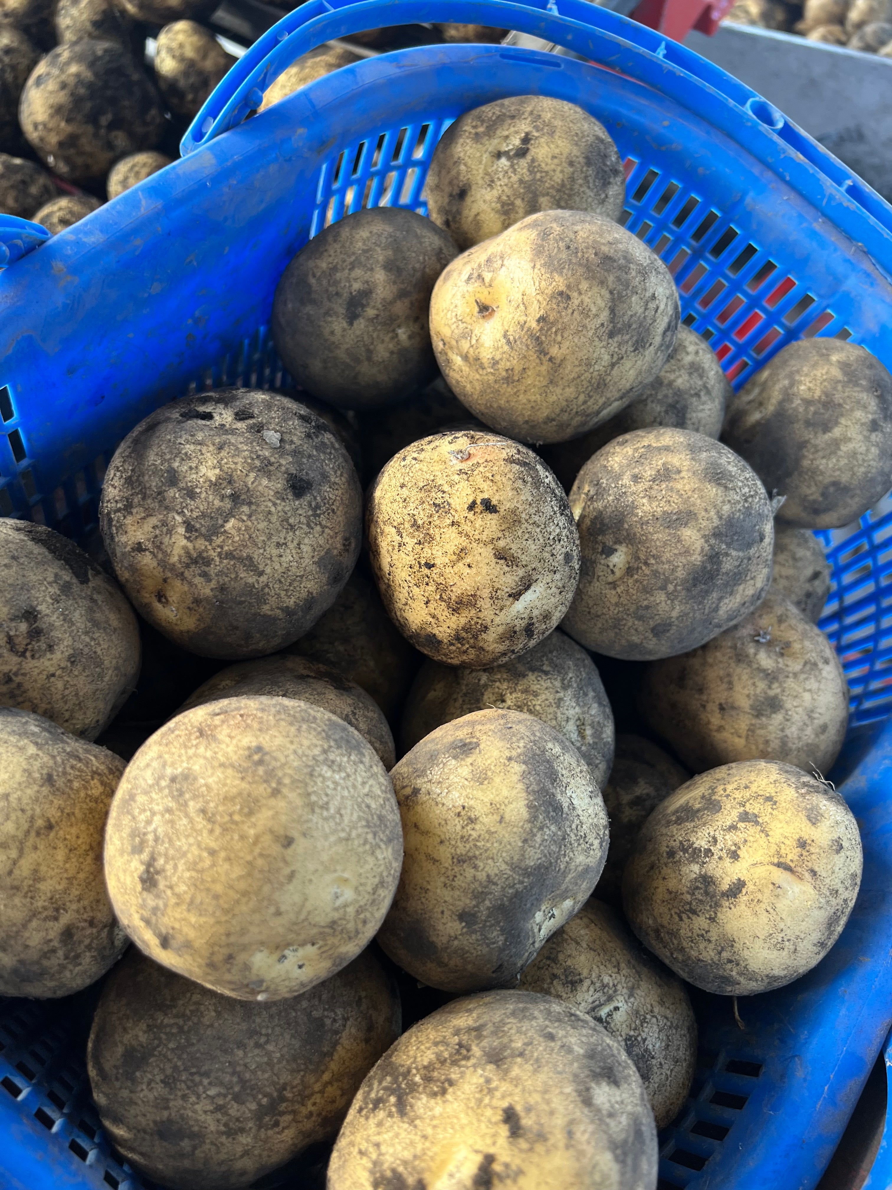 【期間限定】新じゃがいも