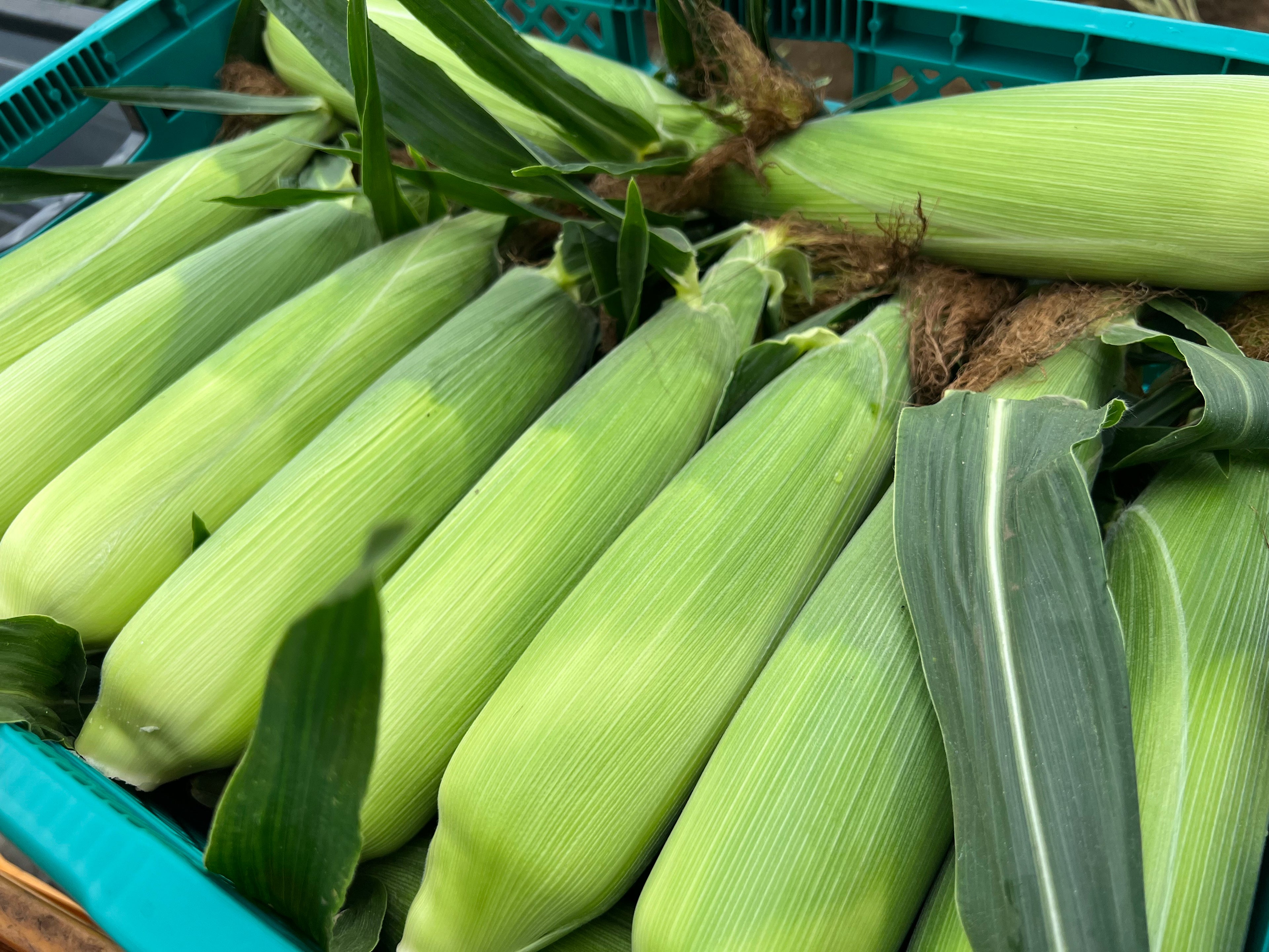 蝦夷っ子とうもろこし