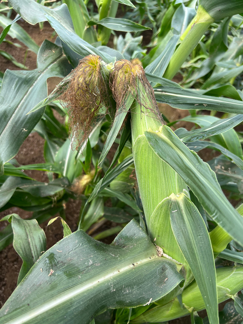 蝦夷っ子とうもろこし