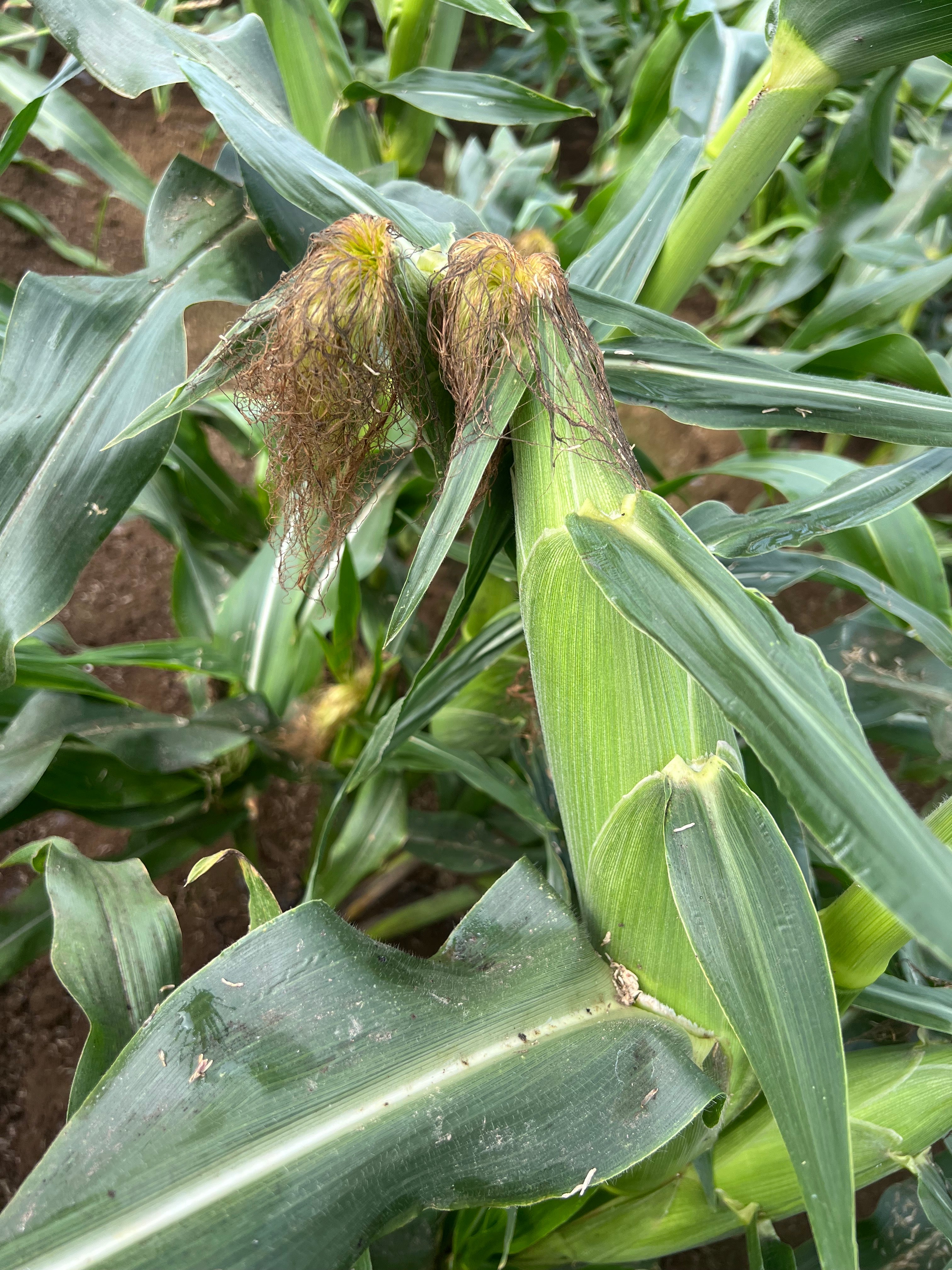 蝦夷っ子とうもろこし