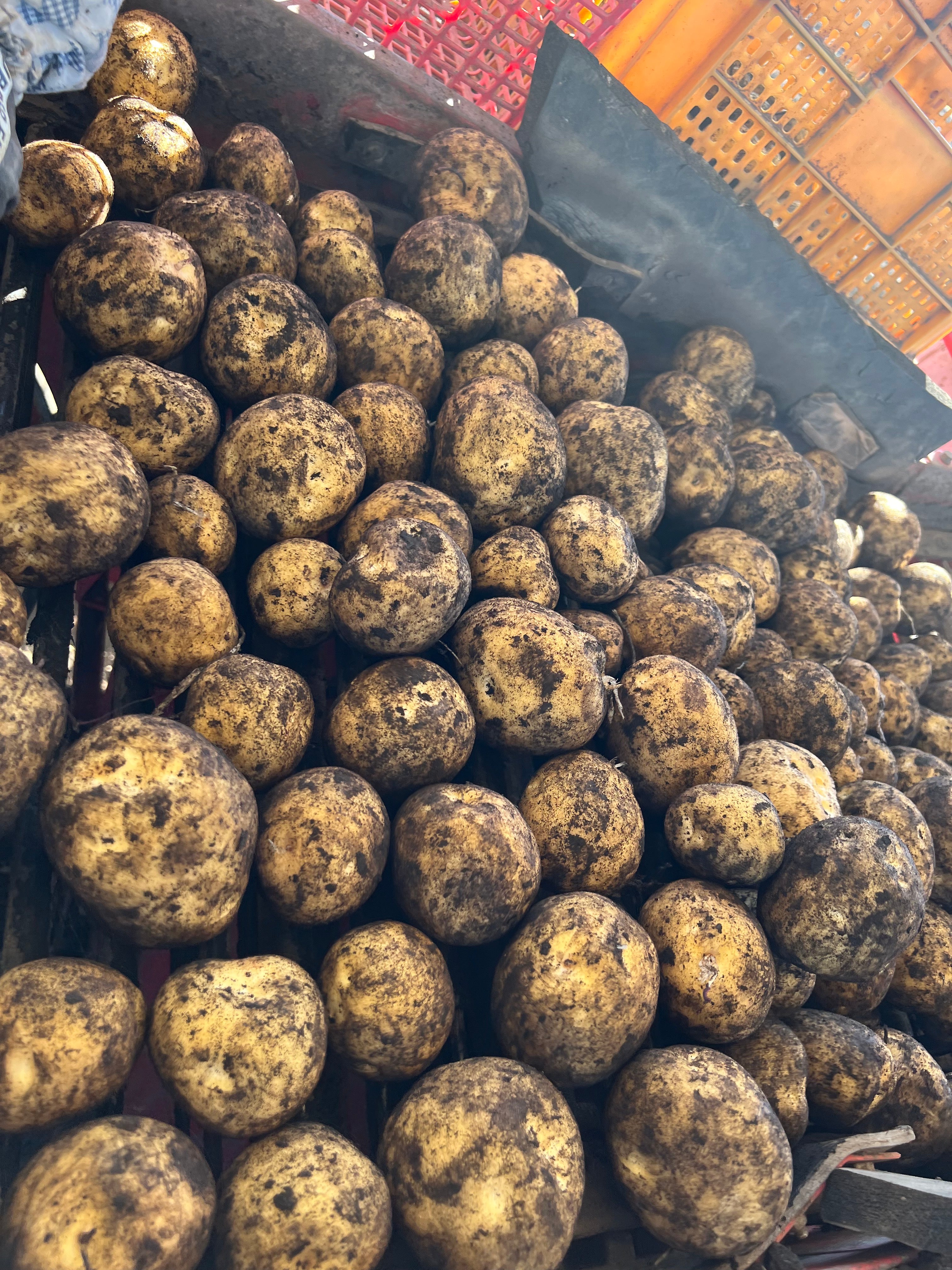 期間限定】新じゃがいも – 西淵農園