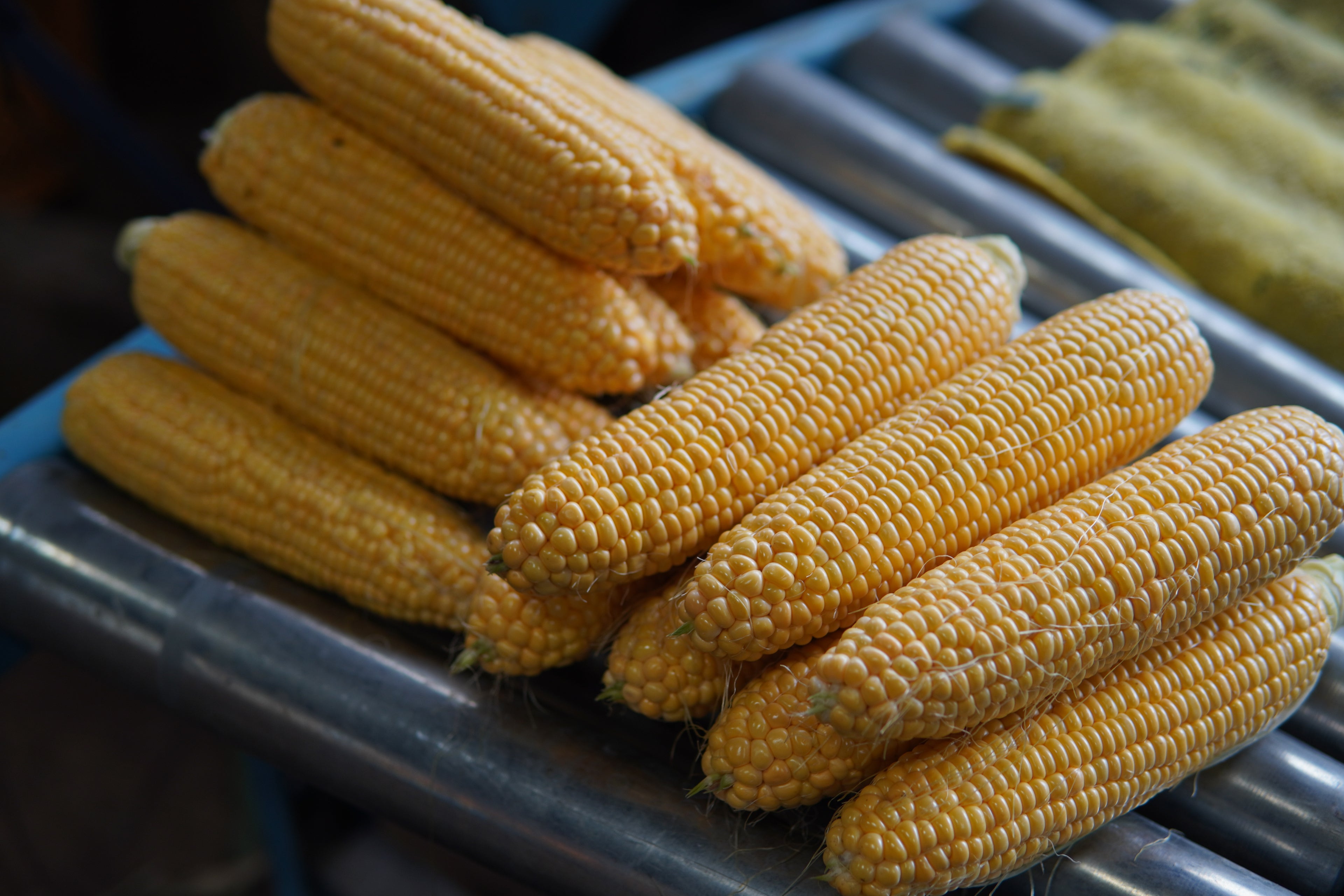 蝦夷っ子とうもろこし