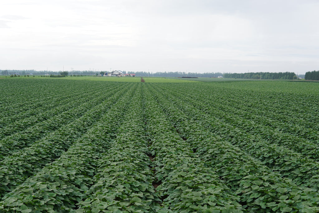 蝦夷っ子さつまいも