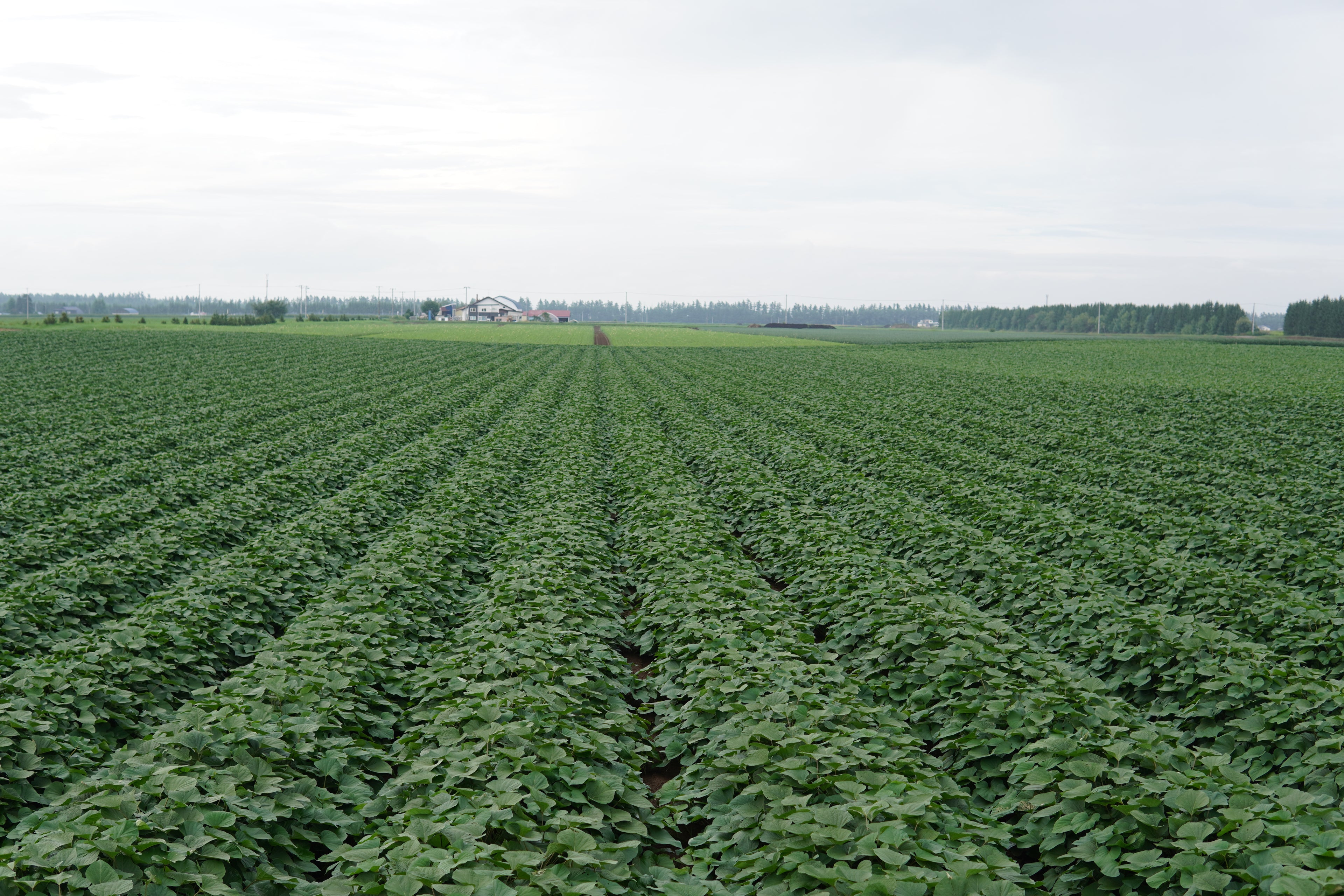 蝦夷っ子さつまいも