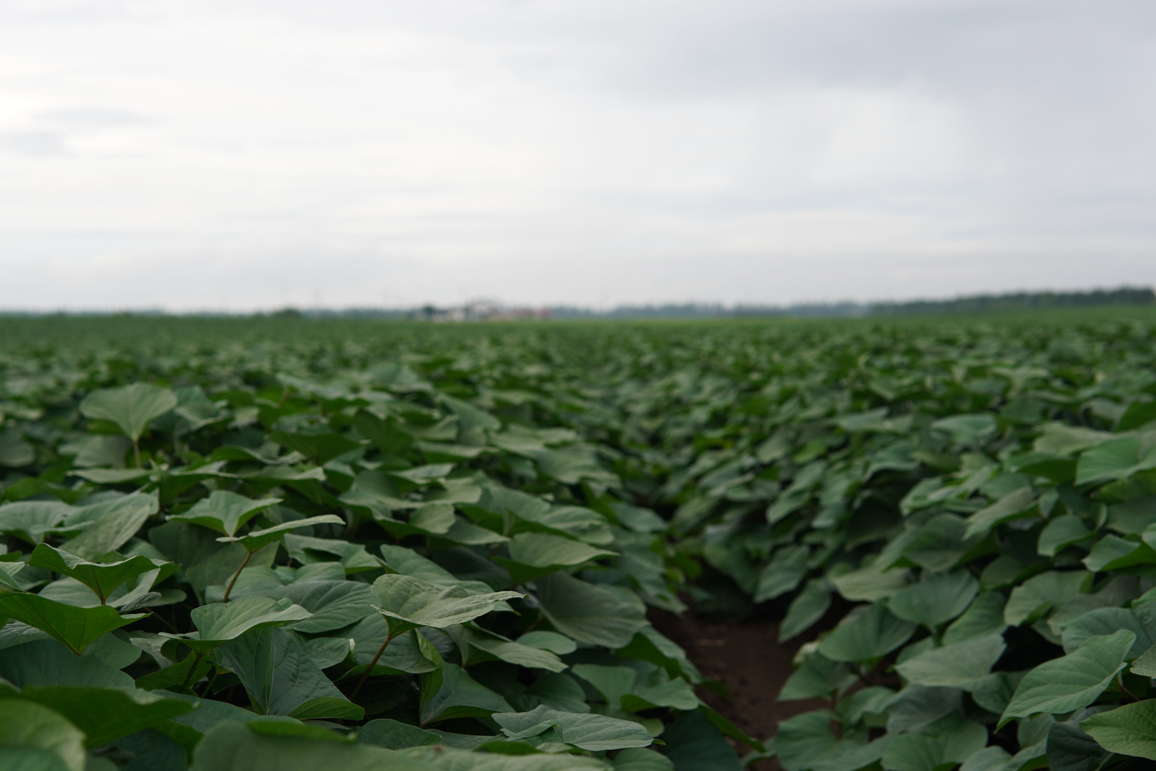 蝦夷っ子さつまいも