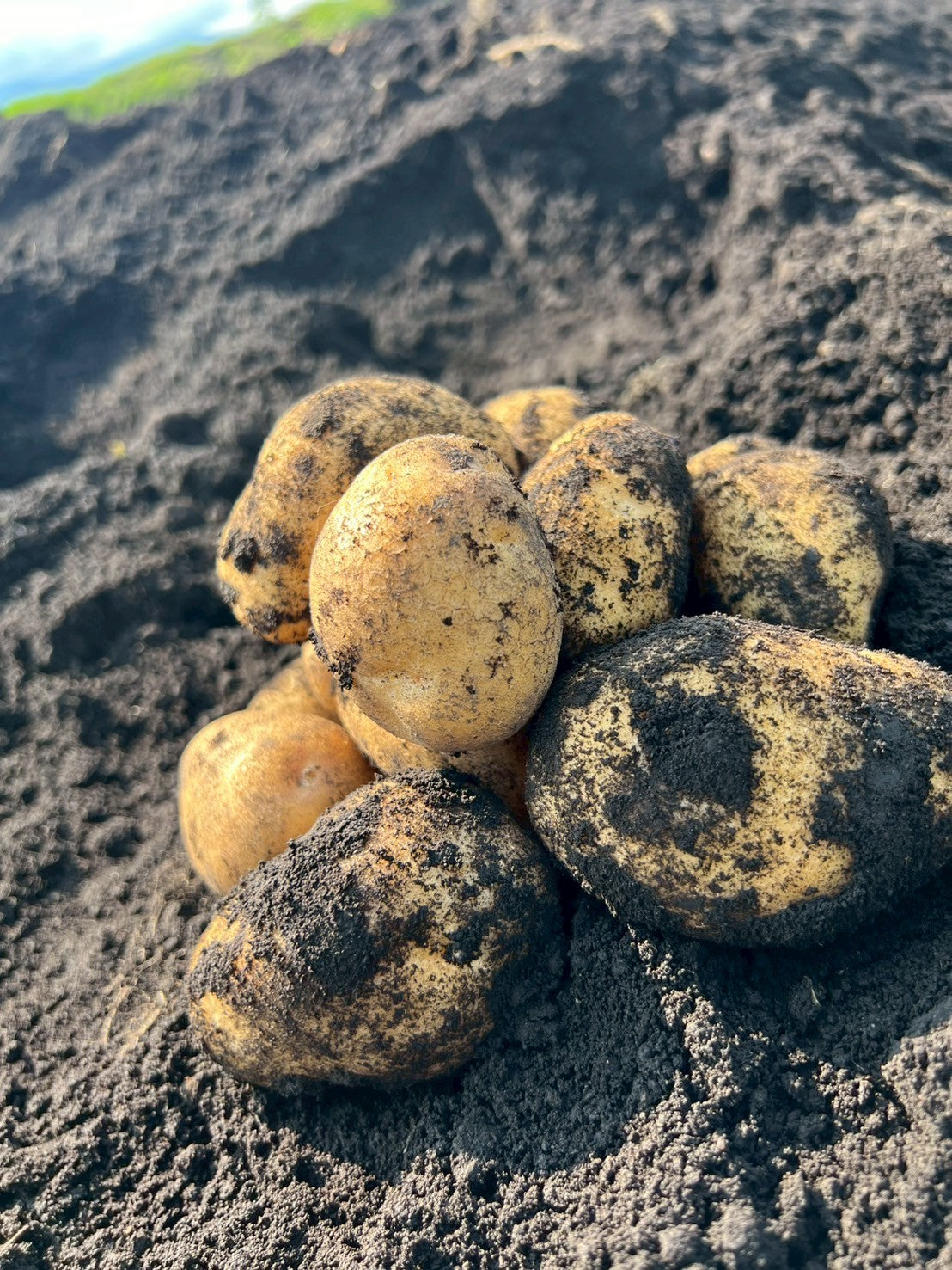 蝦夷っ子じゃがいも