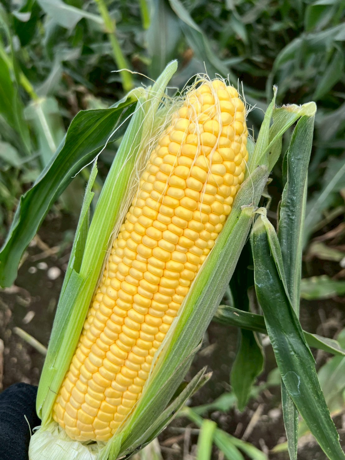 蝦夷っ子とうもろこし