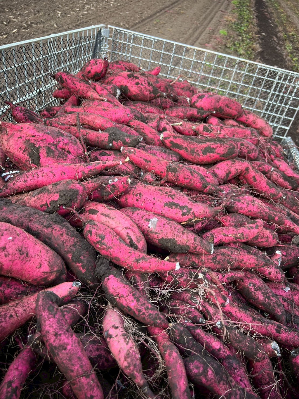 蝦夷っ子さつまいも