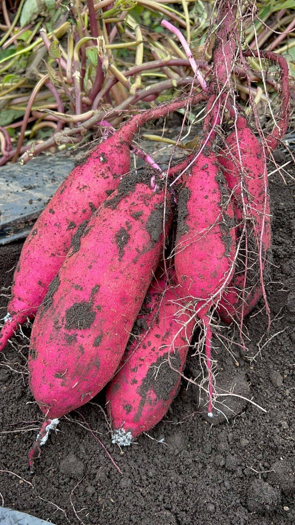 蝦夷っ子さつまいも